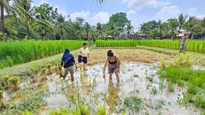 Old Phuket Farm Ticket - Countryside Local Life Culture - Activities and Highlights