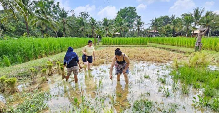 Old Phuket Farm Ticket - Countryside Local Life Culture - What to Expect at the Farm