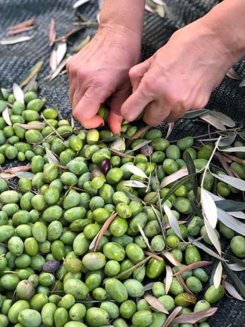 Old Town Bar, Old Olive Tree and the region of olive groves - Practicalities and Logistics