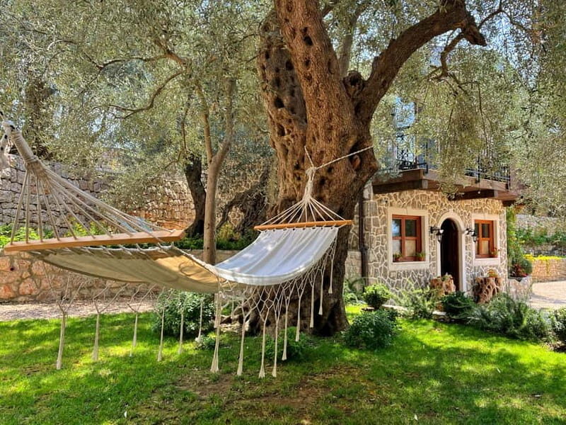 Old Town Bar, Old Olive Tree and the region of olive groves - FAQs