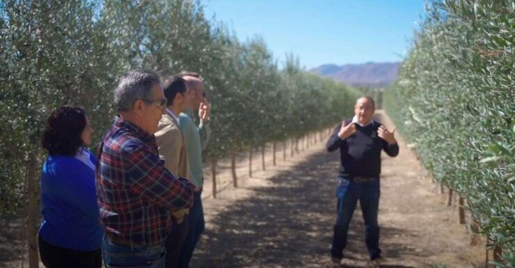 Oleoalmanzora: Guided Tour Olive Groves and EVOO Facilities - Itinerary