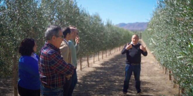Oleoalmanzora: Guided Tour Olive Groves and EVOO Facilities - Experience