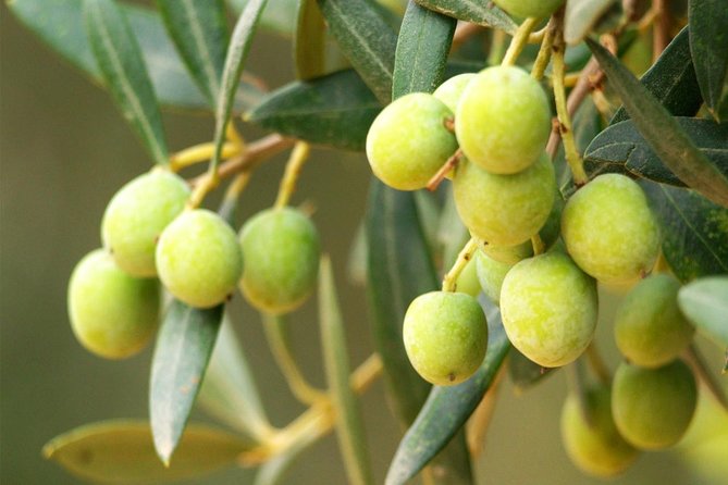 Oleotourism and Olive Oil Tasting in Seville - Private Tour - Basilippo Olive Oil Production