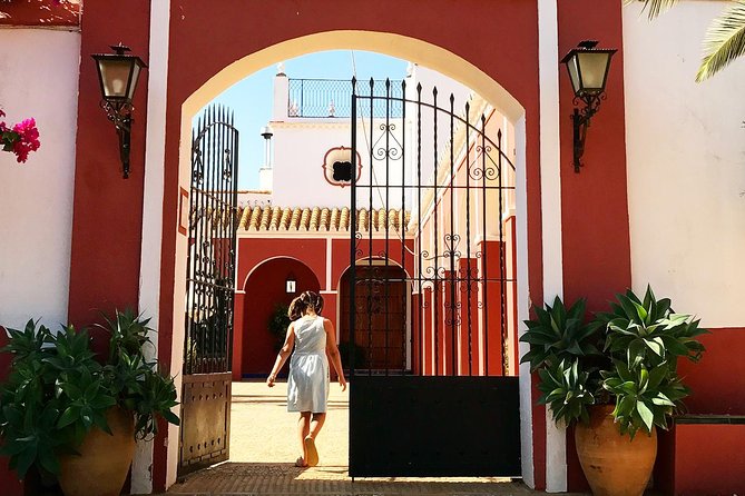 Oleotourism and Olive Oil Tasting in Seville - Private Tour - Olive Oil Tasting Experience