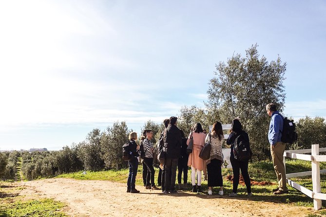 Oleotourism and Olive Oil Tasting in Seville - Private Tour - The Sum Up