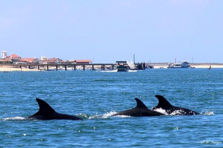 Olhão: Dolphin and Wildlife Watching Boat Tour - Activity Overview