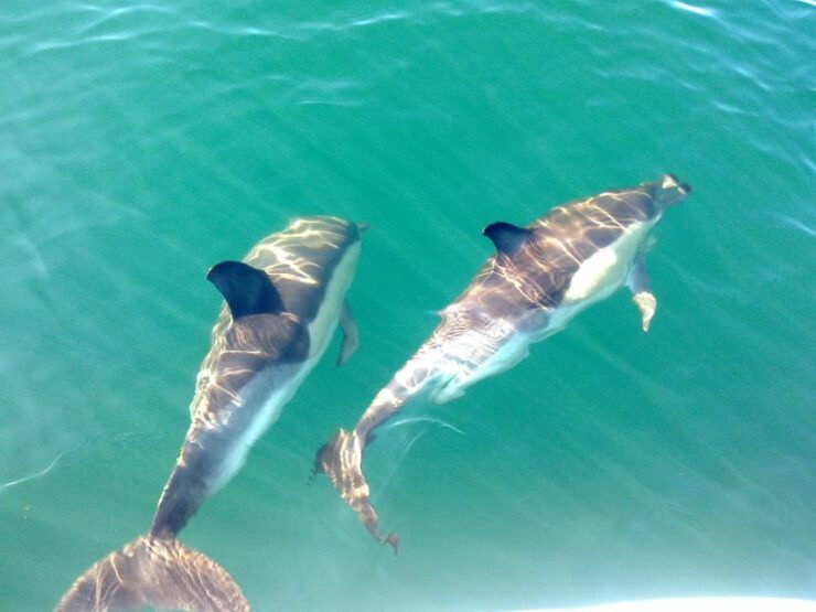 Olhão: Dolphin Observation - Experience the Thrill of Dolphin Watching