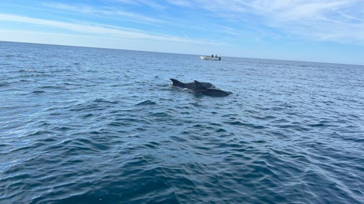 Olhão- Safari Watching Dolphins and Other Species - Language Options and Inclusions