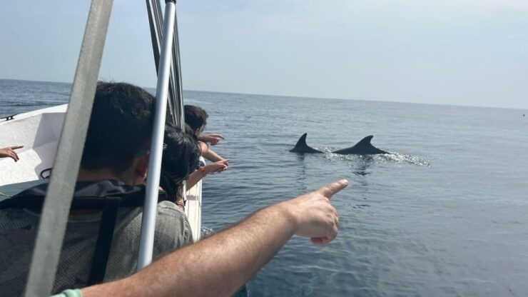 Olhão- Safari Watching Dolphins and Other Species - Activity Overview