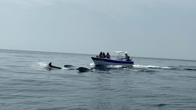 Olhão- Safari Watching Dolphins and Other Species - Departure Experience