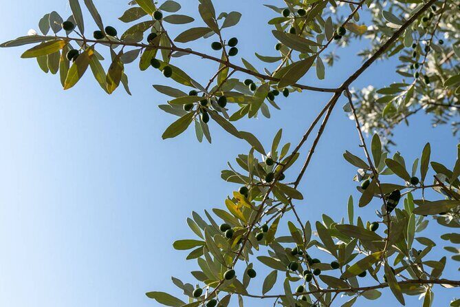 Olio Evo Gold Experience at Frantoio Buonamici in Fiesole - FAQs