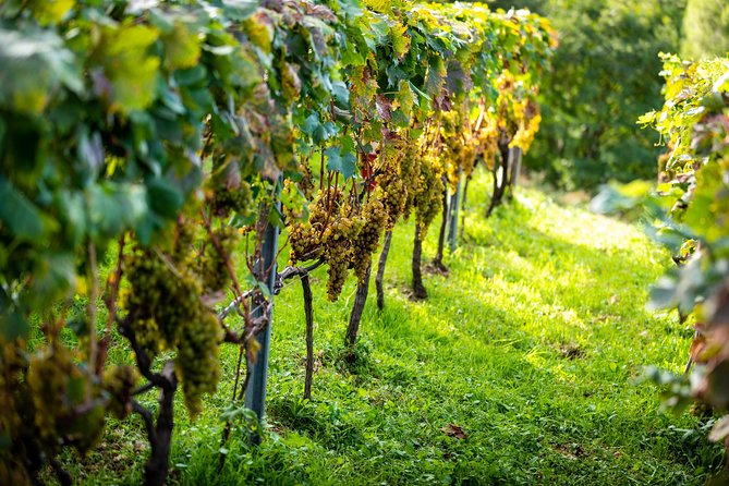Olive Farm & Village - Tour Inclusions & Details