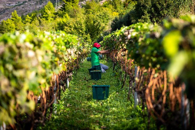 Olive Farm & Village - Tour Pricing & Guarantee