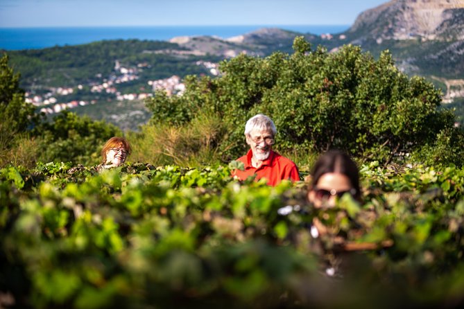 Olive Farm & Village - What To Expect on the Tour