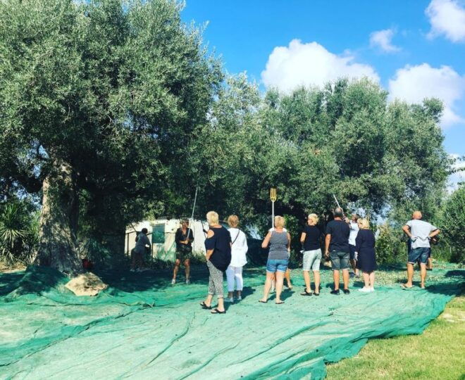 Olive Grove Tour & Olive Oil Tasting and Lunch in Messinia - Booking Information