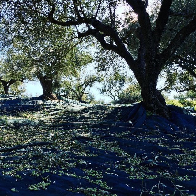 Olive Grove Tour & Olive Oil Tasting and Lunch in Messinia - Directions and Meeting Point