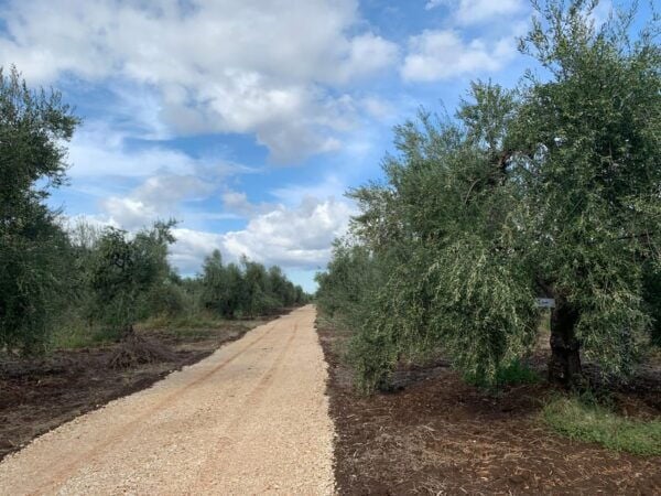 Olive Grove Walking, Puglian Food and Olive Oil Pairing Tour - Frequently Asked Questions