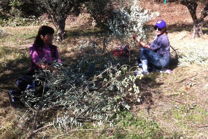 Olive Harvest in Provence - Overview of Olive Harvest in Provence