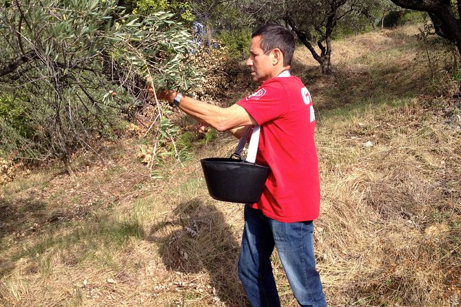 Olive Harvest in Provence - What to Expect During Olive Harvest