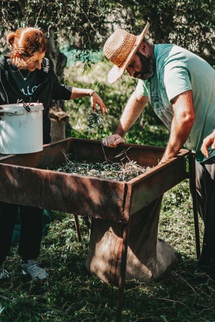Olive Harvesting & Olive Oil Tasting - Good To Know