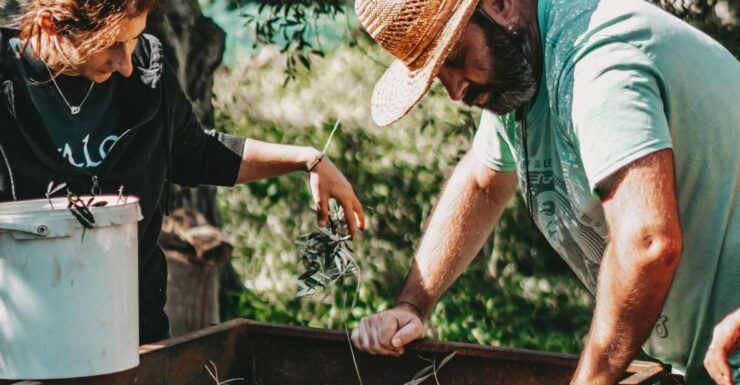 Olive Harvesting & Olive Oil Tasting - Booking Information