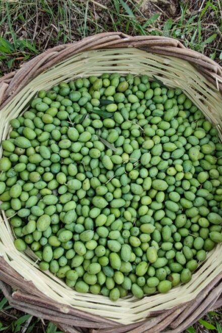 Olive Harvesting & Olive Oil Tasting - Experience Overview