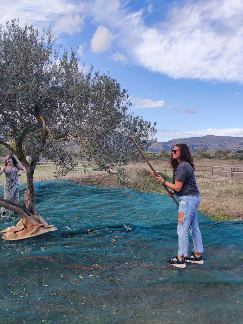 Olive Harvesting & Olive Oil Tasting - Logistics