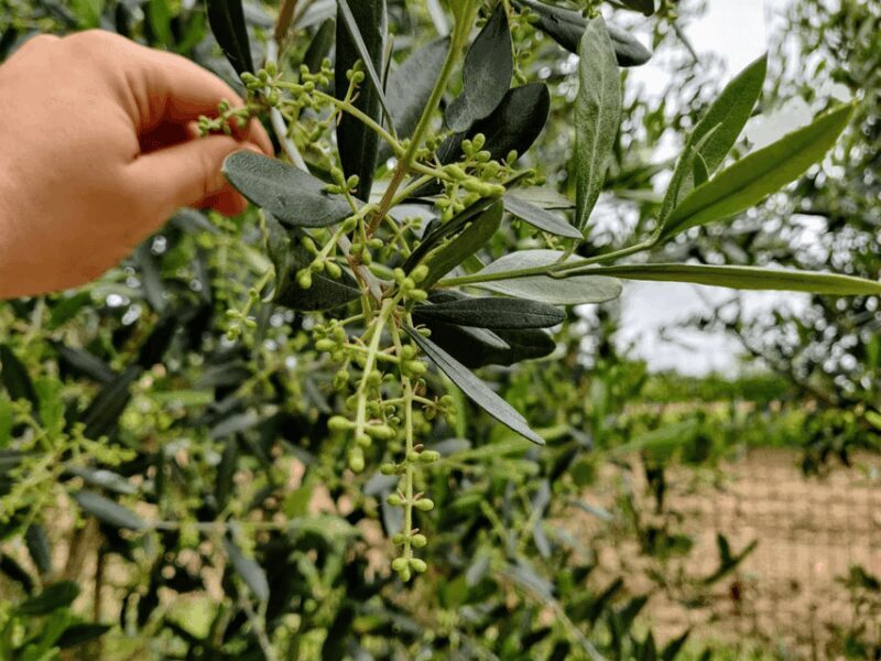 Olive Mill Tour and Tasting in the Padua Hills - Analyzing the Value