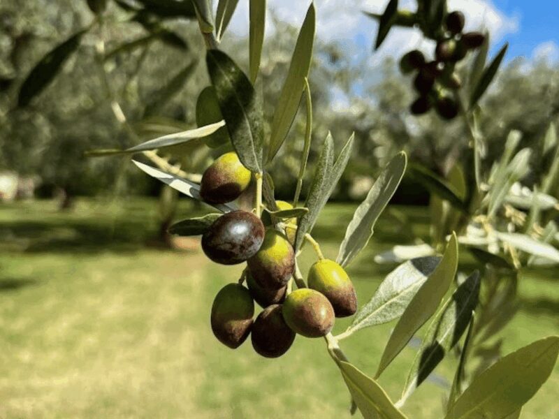 Olive Mill Tour and Tasting in the Verona Countryside - Who Would Love This Tour?