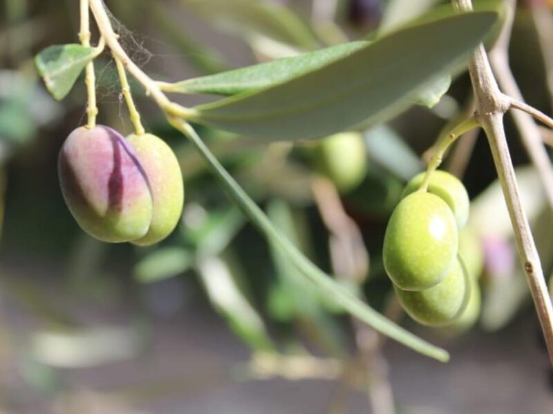 Olive Mill Tour with Oil and Food Tastings near Pisa - An In-Depth Look at the Olive Oil Experience