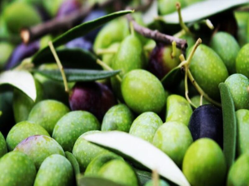 Olive Mill Tour with Oil and Food Tastings near Pisa - Frequently Asked Questions