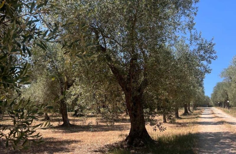 Olive Mill Tour with Olive Oil Tasting in Sassari - What Makes This Tour Stand Out