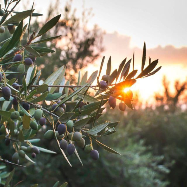 Olive Odyssey: Celebration of Cretan Olive Culture - Experiential Offerings