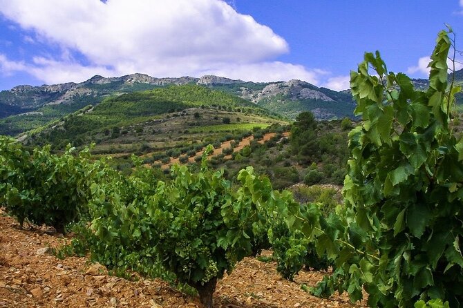 Olive Oil and Winery Tour From Zaragoza City - Transportation Details