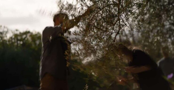 Olive Oil Evening A Journey of Taste, Tradition and Horses - Good To Know