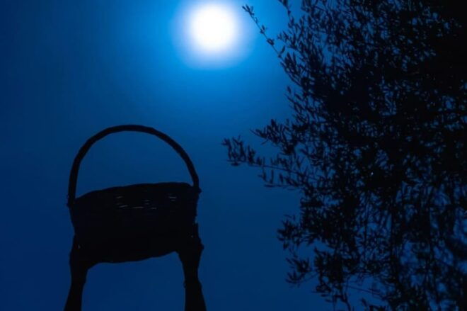 Olive Oil Evening A Journey of Taste, Tradition and Horses - Step-by-Step Itinerary