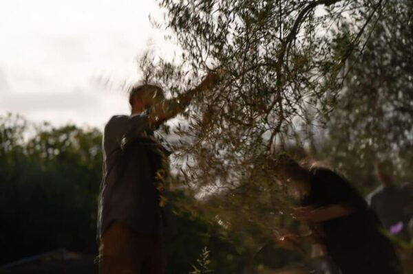 Olive Oil Evening A Journey of Taste, Tradition and Horses - Important Considerations