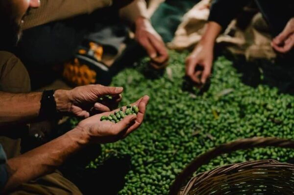Olive Oil Evening A Journey of Taste, Tradition and Horses - Frequently Asked Questions