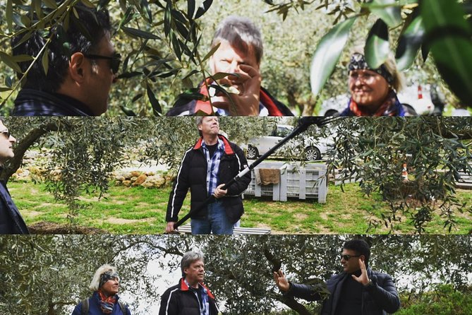 Olive Oil Experience - Olive Oil Tour in Montevago