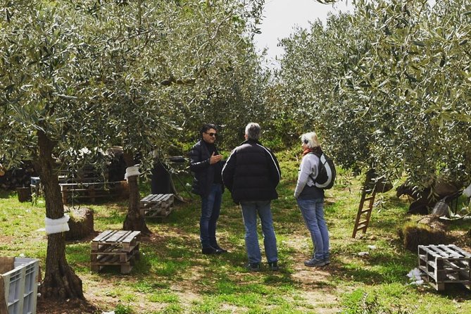 Olive Oil Experience - Exploring Sicilys Olive Oil Production in Agrigento