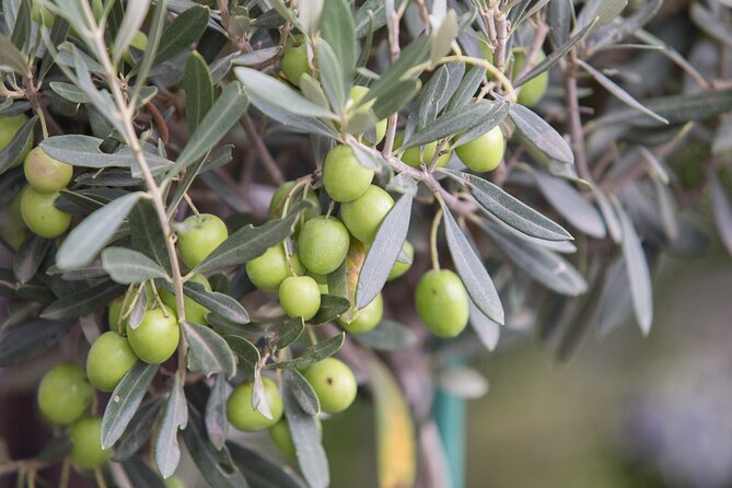 Olive Oil Factory From Seville Private Tour - Booking Information