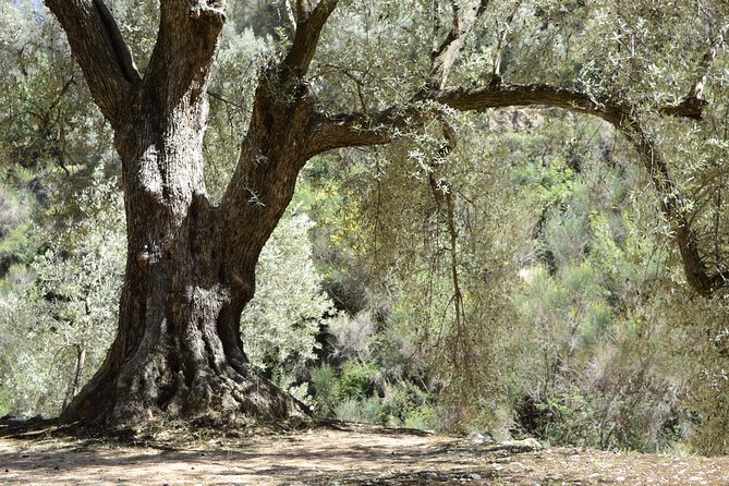 Olive Oil Farm Tour With Tasting From Seville - Tour Experience