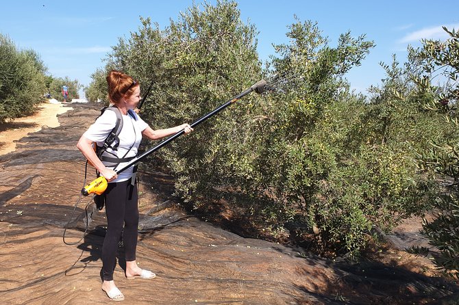 Olive Oil Farm Tour With Tasting From Seville - Guides Expertise and Visitor Feedback