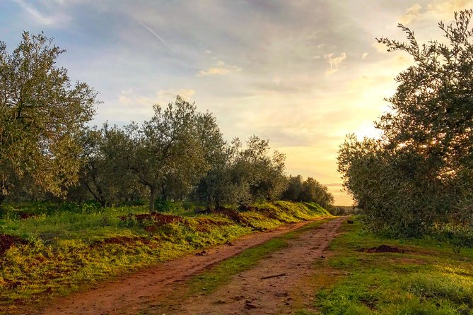 Olive Oil Farm Tour With Tasting From Seville - The Sum Up