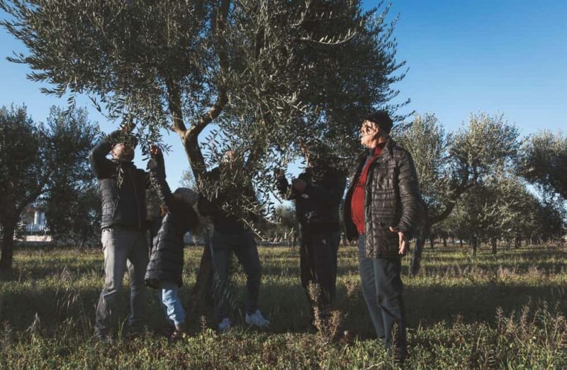 Olive Oil Mill Tour with Tasting and Gift near Bari - Good To Know