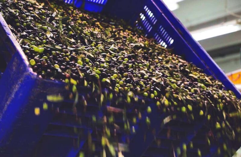 Olive Oil Mill Tour with Tasting and Gift near Bari - Why This Tour Works Well