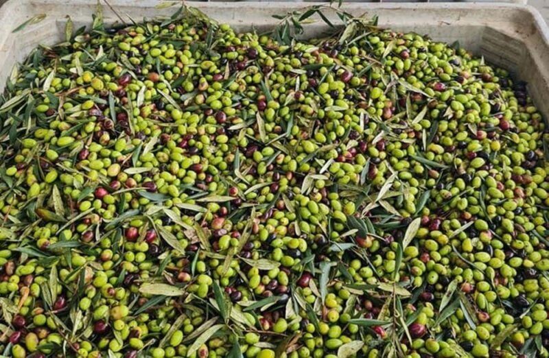 Olive Oil Mill Tour with Tasting and Gift near Bari - FAQ