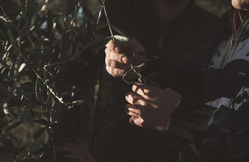 Olive Oil Mill Tour with Tasting and Gift near Bari - Final Thoughts