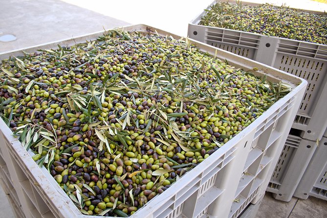 Olive Oil Tasting & Ancient Epidavros - The Sum Up