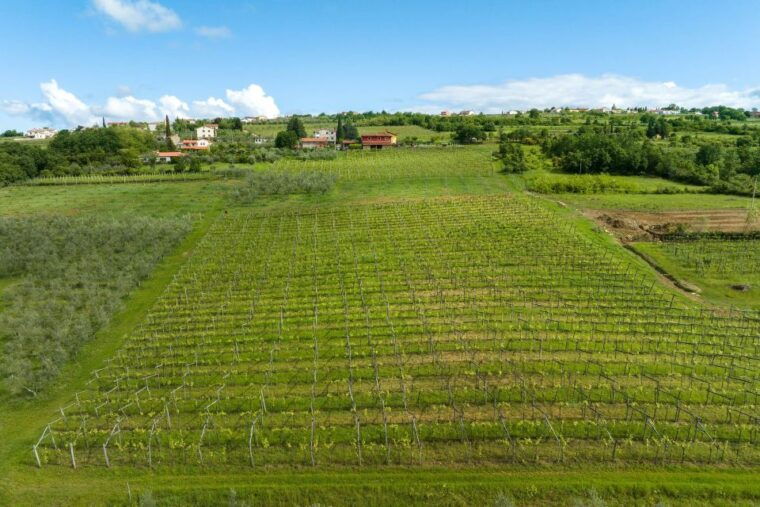Olive Oil Tasting Experience a Journey of Flavors and Aromas - Is This Tour Worth the Price?